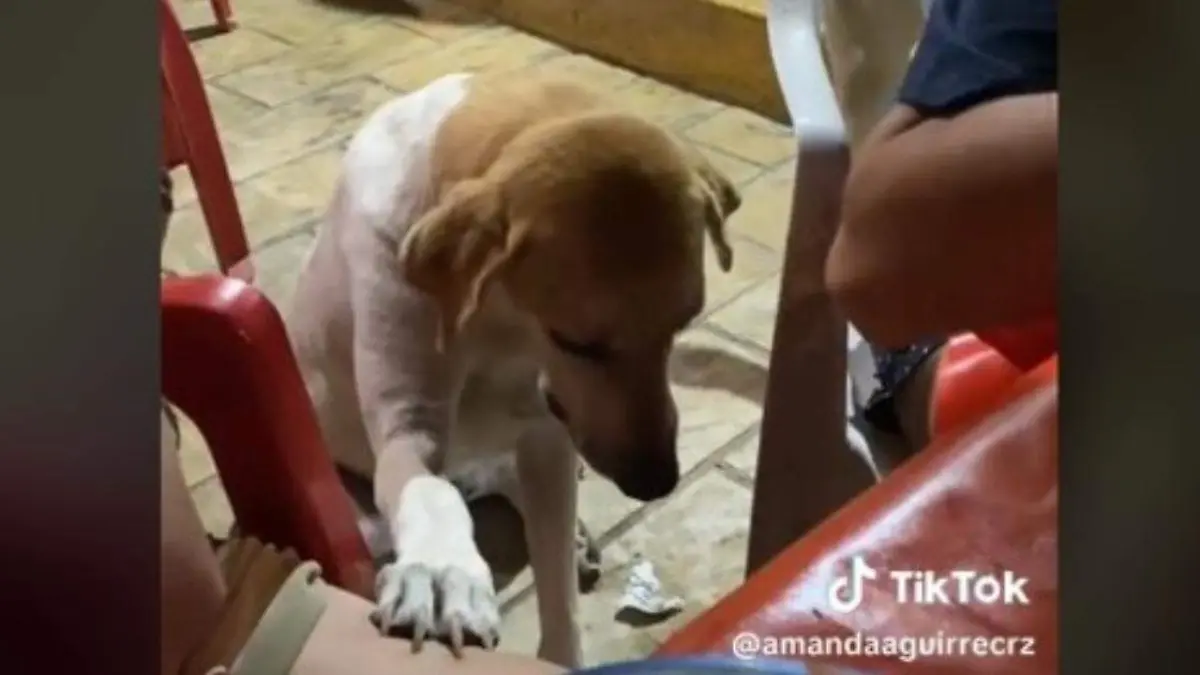 ‘Perrito limosnero’ pide comida en taquería y causa ternura en internet